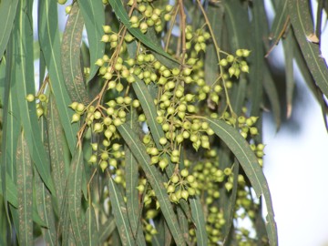 Eucalyptus camaldulensis